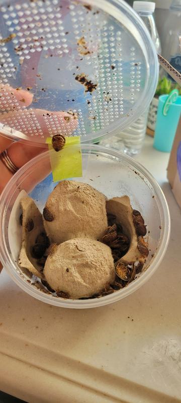 50 Medium 3/4 Inch Dubia Roaches Live, Ideal For Jamaica