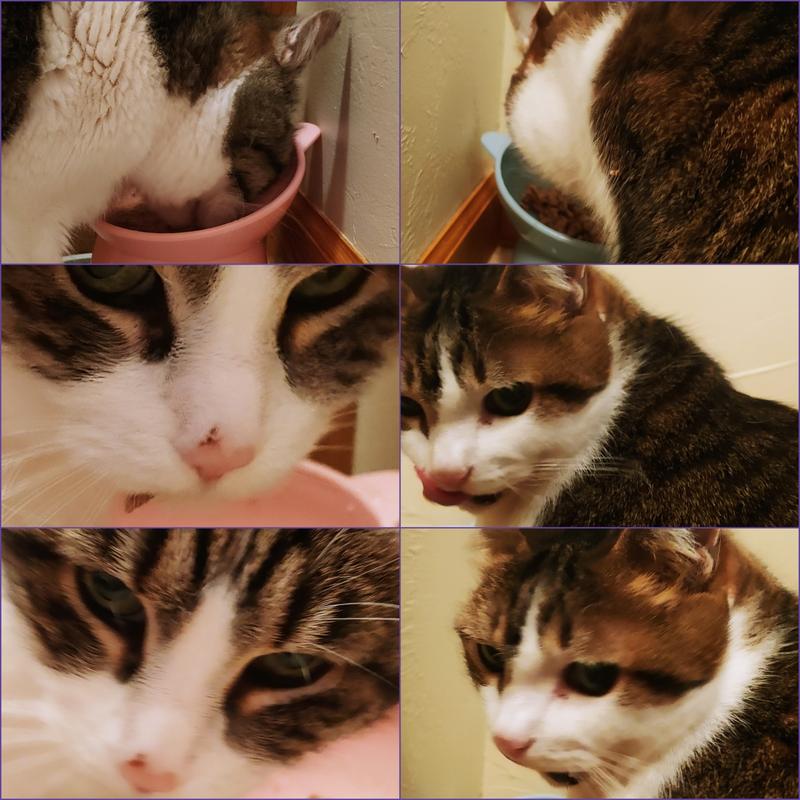 Pickles had it on her nose and lip lol, Duderz doing lip lickies every other second.