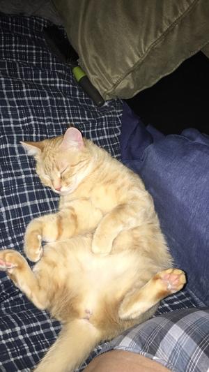 Ginger resting