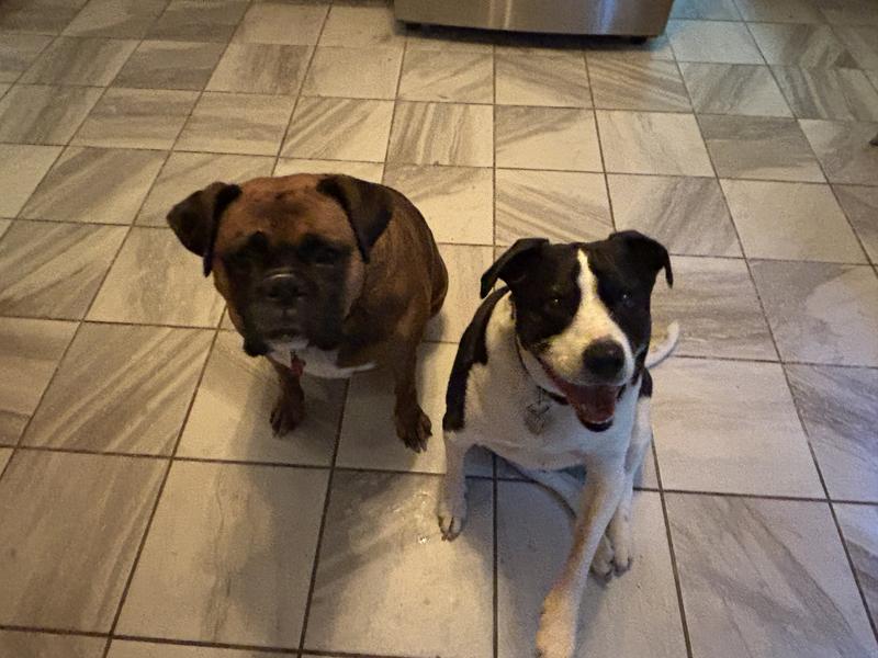 Cinnamon and Minnie sit and drool for their Finley’s Meaty Sticks.