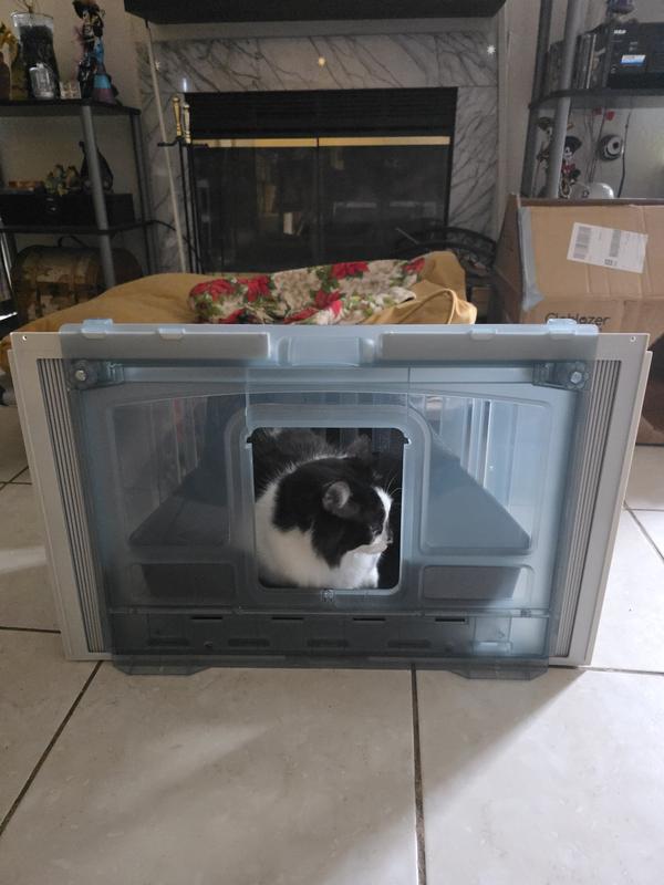 This is Little Burrito and he loves being inside of the box