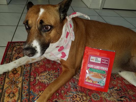 Taylor the Potcake Pooch!