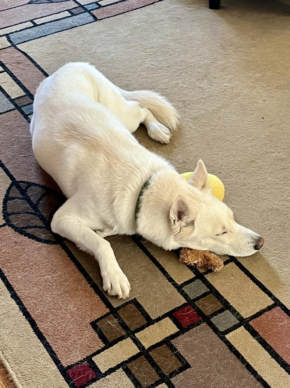 Tekla sleeping on her favorite toy