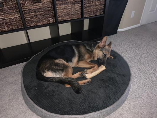 Snuggled with a bone