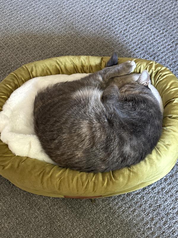Latte taking a “cat nap”.
