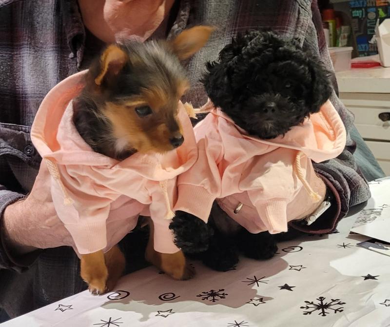 The babies in their new hoodies