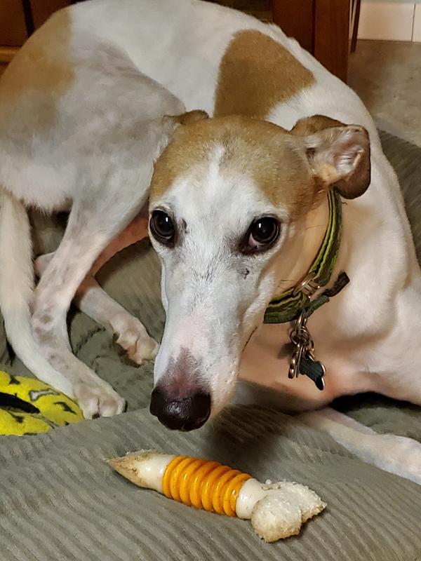 This is my 10 year old Tera I just lost to bone cancer.