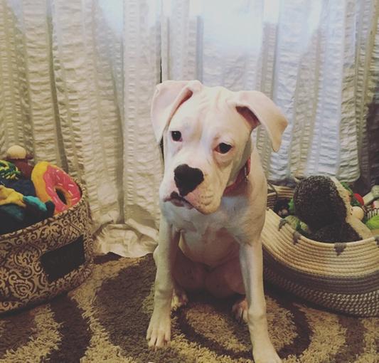 Lily - 6 months enjoys these treats!