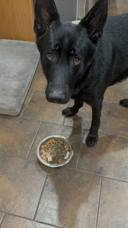 pyro with the food he deemed not worthy to eat