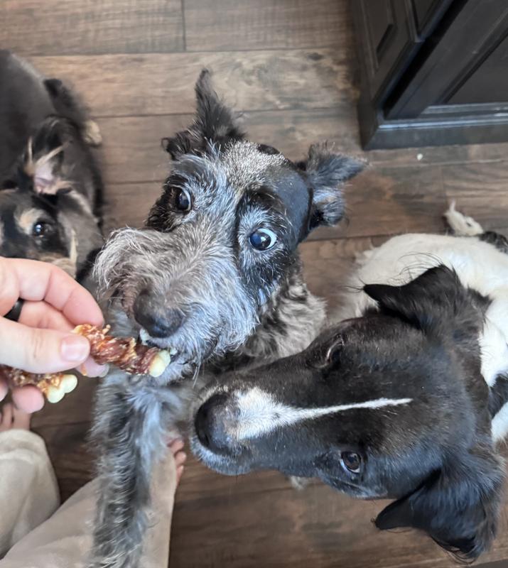 Look how excited my schnauzer is!  The eyes tell it all!