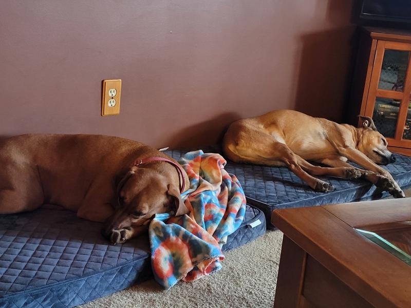 Both dogs love their new beds