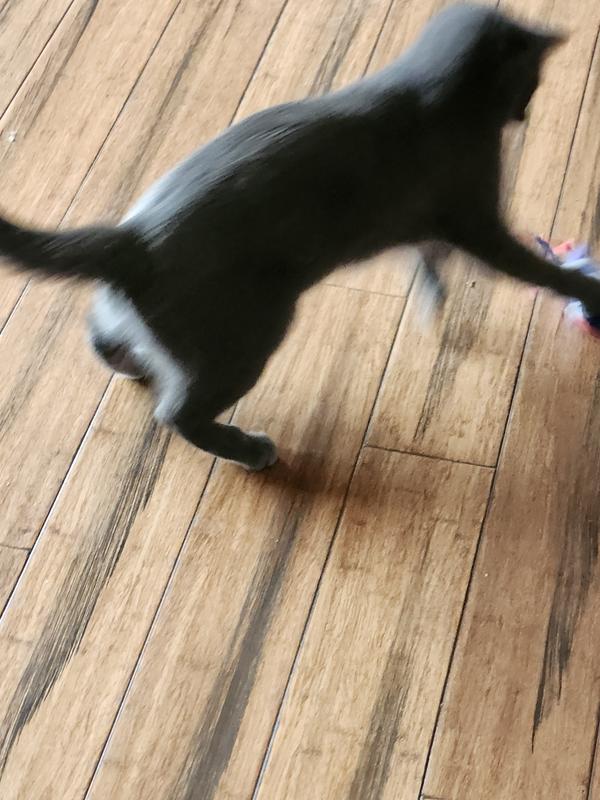 Action shot - she really loves the firecracker and sisal ball