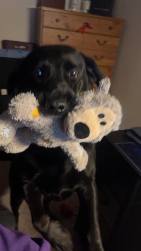 Barkley's new favorite toy!