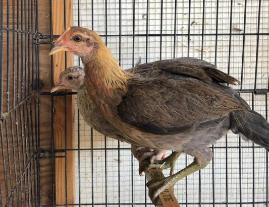 Teenage Pullet!