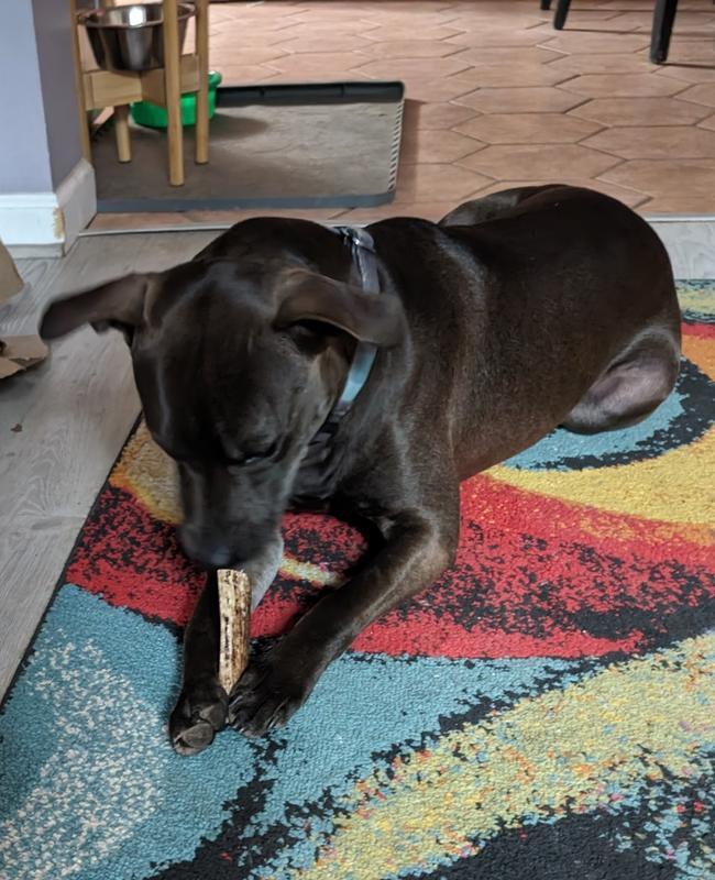 Scooby enjoying his antler