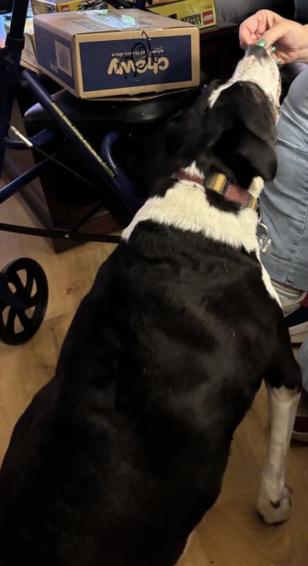 Minnie jumps off her perch to grab two soft chews.