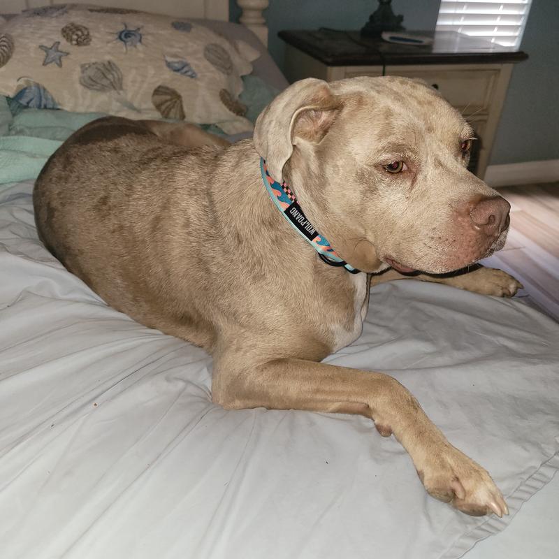 Merle likes his new necklace!