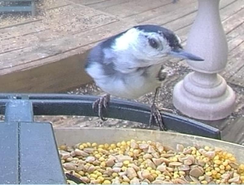 Nuthatch stopped by for a snack