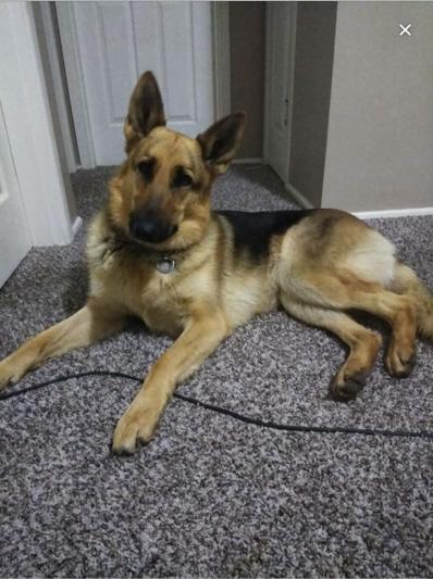 My purebred GSD Sage 5 yrs old