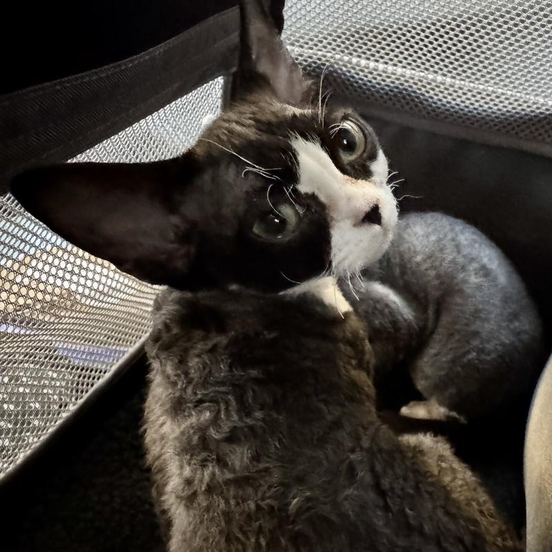 Frisco Dog & Cat Carrier on Wheels