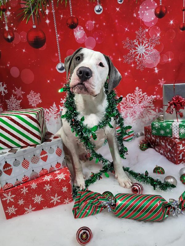 Great gifts come in 110 lb packages!