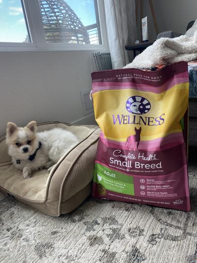 Wellness small breed complete health adult hotsell turkey & oatmeal recipe dry dog food