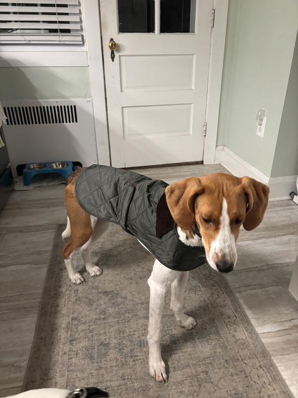 Barbour Hound