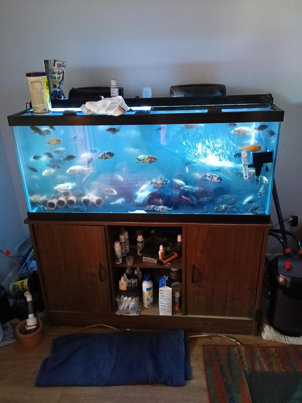 One beautiful fish tank