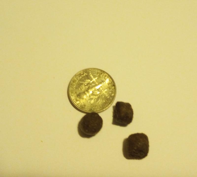 You can see how small the kibble is compared to this dime. Also the perfect size to use as a healthy training treat.