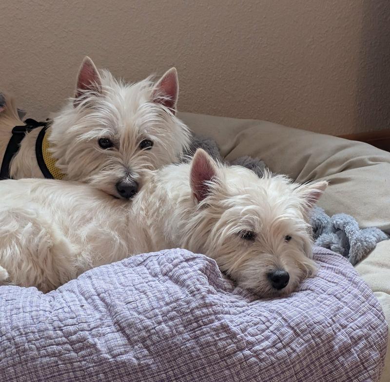 Rescues with allergies! Makes a Difference