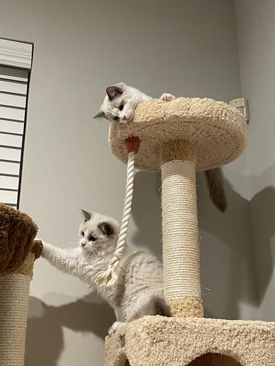 ARMARKAT 78-in Faux Fur Cat Tree & Condo, Goldenrod - Chewy.com