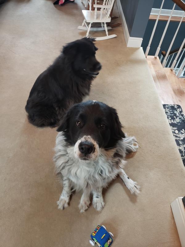 Rocky & Abby siblings