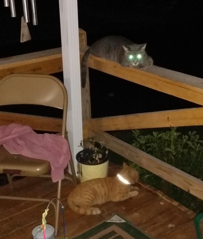 Buddy Kitty is on the bottom and Harley is on the rail. My two kitties!