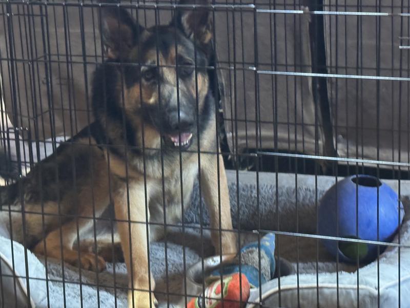 Kodiak loves his space