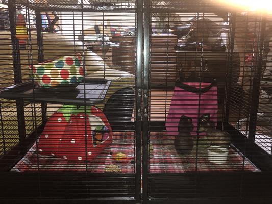 Viola and Fiona highly recommend this cage habitat!!!