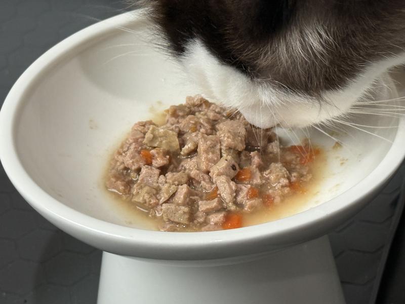 Bella working on the Shreds (with broth added)