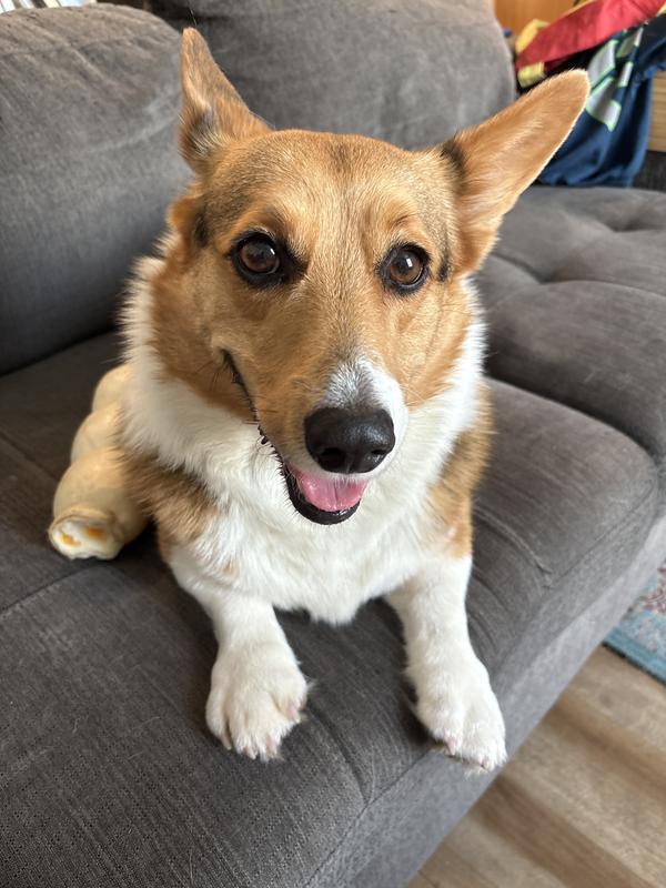 Pic of itch-free satisfied pup-stomer