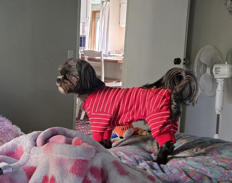 My healthy sweet doggie.