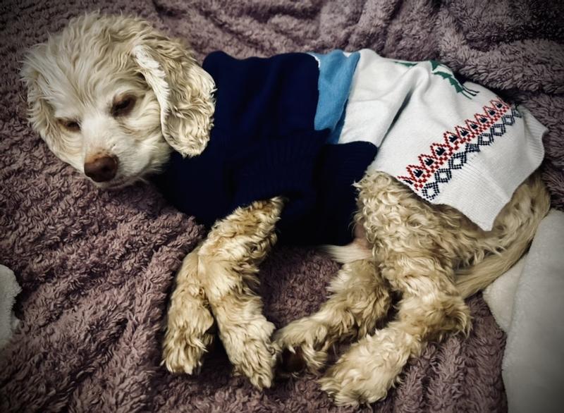These sweaters are so cozy, he likes to sleep with them on!