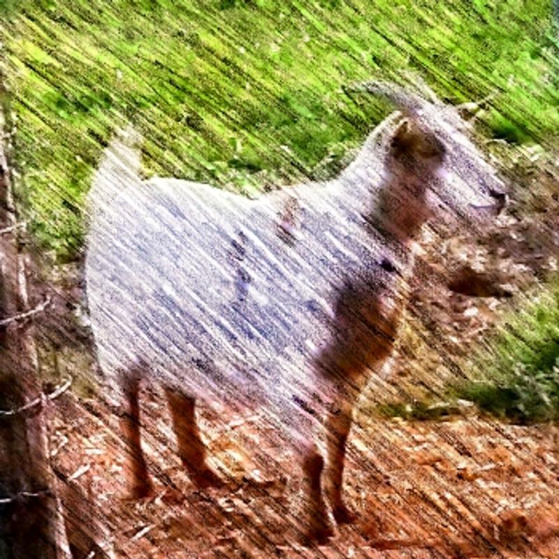 Scobie, Ziggy, Tessa, and Doobie