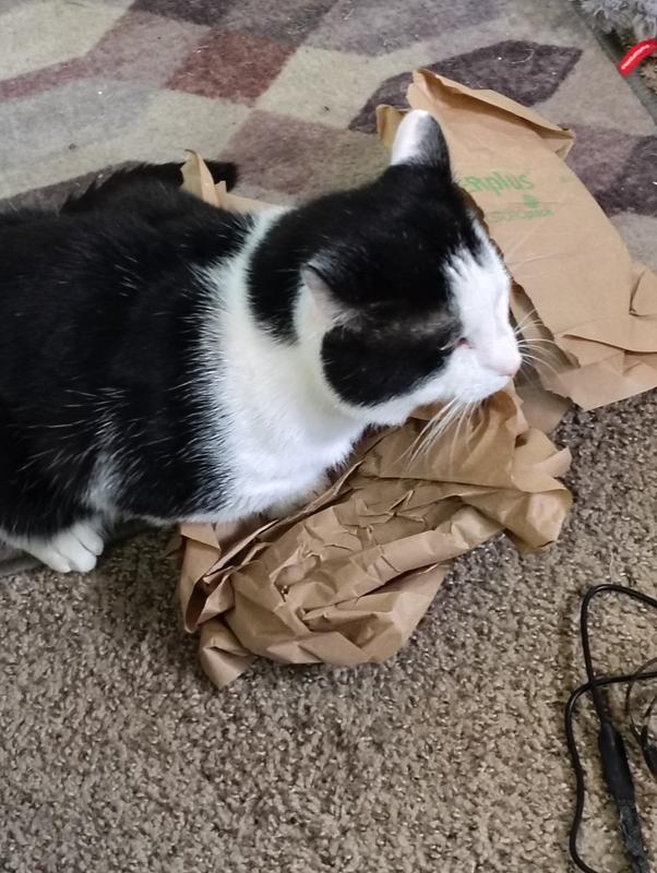 Lil Frankie helping me get his treats outta the box so he can have some the boys are extremely happy every month when they see their chewy box at the front door