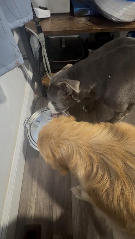 My two dogs were very excited