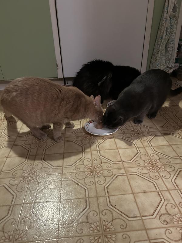 Birthday Nutro Feast!