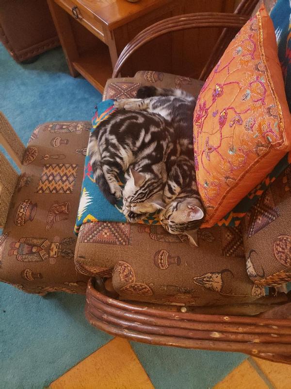 After cat snack bliss! Little Sharkey and Lily in truce chair