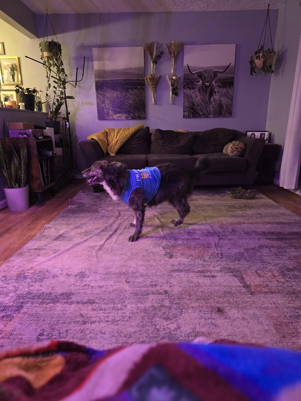 True to size XL girl in the XL here