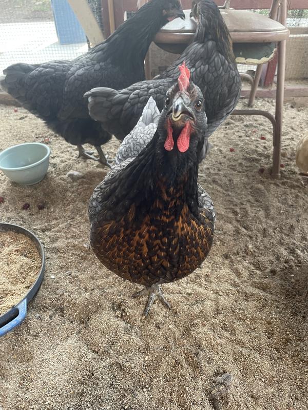 Elvira mugging fir the camera!