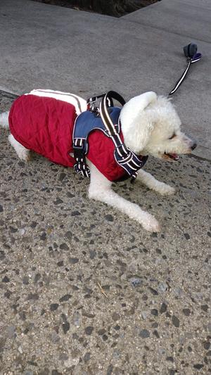Snowball is enjoying playing in his nice warm coat.