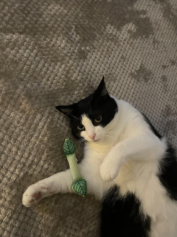CATSTAGES Fresh Breath Mint Stick Cat Chew Toy Chewy