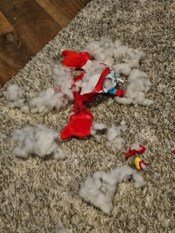 The short bitter & quick end of Larry lobster 🦞