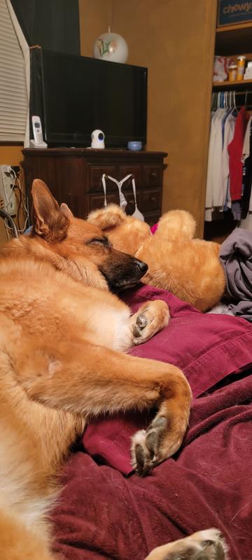 Sleeping like a baby on the bed again